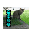 Street Cat emoticons_3（個別スタンプ：14）