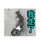 Street Cat emoticons_3（個別スタンプ：16）