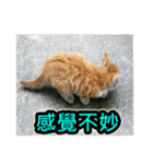 Street Cat emoticons_3（個別スタンプ：17）