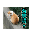 Street Cat emoticons_3（個別スタンプ：18）