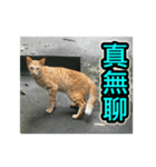 Street Cat emoticons_3（個別スタンプ：19）