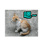 Street Cat emoticons_3（個別スタンプ：20）