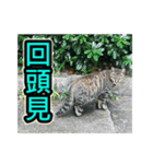 Street Cat emoticons_3（個別スタンプ：21）