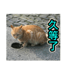 Street Cat emoticons_3（個別スタンプ：22）