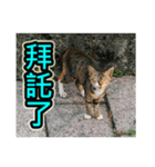 Street Cat emoticons_3（個別スタンプ：23）