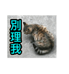 Street Cat emoticons_3（個別スタンプ：24）
