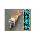 Street Cat emoticons_3（個別スタンプ：25）