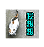 Street Cat emoticons_3（個別スタンプ：26）