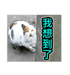 Street Cat emoticons_3（個別スタンプ：27）