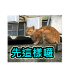 Street Cat emoticons_3（個別スタンプ：28）