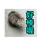 Street Cat emoticons_3（個別スタンプ：29）