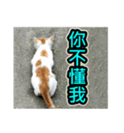 Street Cat emoticons_3（個別スタンプ：30）