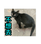 Street Cat emoticons_3（個別スタンプ：31）
