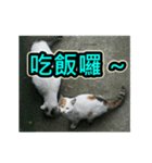 Street Cat emoticons_3（個別スタンプ：32）