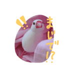 ぶんちゃんの1日    no,2（個別スタンプ：8）