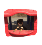 豆柴サスケ（個別スタンプ：7）