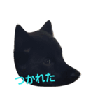 甲斐犬のくまちゃん（個別スタンプ：3）