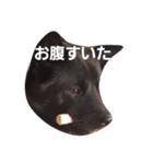 甲斐犬のくまちゃん（個別スタンプ：4）