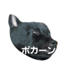 甲斐犬のくまちゃん（個別スタンプ：8）