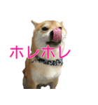 柴犬 日常会話！3.5.8（個別スタンプ：1）