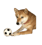 柴犬 日常会話！3.5.8（個別スタンプ：2）