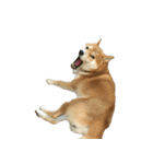 柴犬 日常会話！3.5.8（個別スタンプ：3）