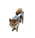 柴犬 日常会話！3.5.8（個別スタンプ：4）