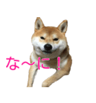 柴犬 日常会話！3.5.8（個別スタンプ：5）