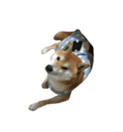 柴犬 日常会話！3.5.8（個別スタンプ：6）