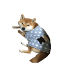 柴犬 日常会話！3.5.8（個別スタンプ：7）