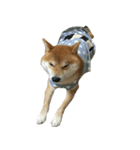 柴犬 日常会話！3.5.8（個別スタンプ：8）