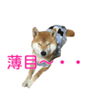 柴犬 日常会話！3.5.8（個別スタンプ：9）