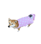 柴犬 日常会話！3.5.8（個別スタンプ：10）