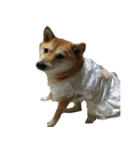 柴犬 日常会話！3.5.8（個別スタンプ：11）