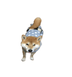 柴犬 日常会話！3.5.8（個別スタンプ：12）