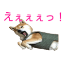 柴犬 日常会話！3.5.8（個別スタンプ：13）