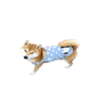 柴犬 日常会話！3.5.8（個別スタンプ：14）