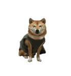 柴犬 日常会話！3.5.8（個別スタンプ：15）