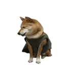 柴犬 日常会話！3.5.8（個別スタンプ：16）