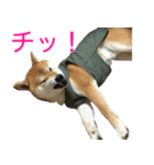 柴犬 日常会話！3.5.8（個別スタンプ：17）