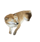柴犬 日常会話！3.5.8（個別スタンプ：20）