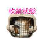 柴犬 日常会話！3.5.8（個別スタンプ：21）