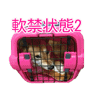 柴犬 日常会話！3.5.8（個別スタンプ：22）