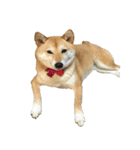 柴犬 日常会話！3.5.8（個別スタンプ：23）