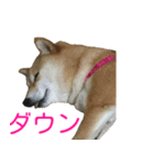 柴犬 日常会話！3.5.8（個別スタンプ：24）