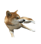柴犬 日常会話！3.5.8（個別スタンプ：25）
