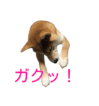柴犬 日常会話！3.5.8（個別スタンプ：26）