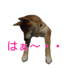 柴犬 日常会話！3.5.8（個別スタンプ：27）