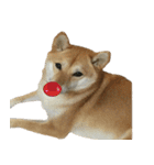 柴犬 日常会話！3.5.8（個別スタンプ：28）