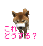 柴犬 日常会話！3.5.8（個別スタンプ：29）